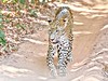 Srílanský leopard, NP Wilpattu (Srí Lanka, Dreamstime)